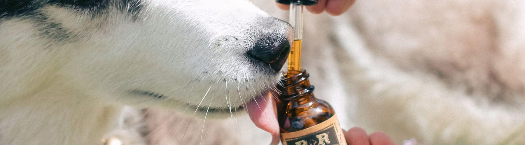 704 hemp cbd pets