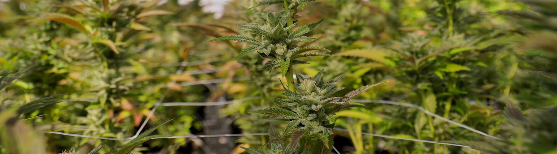 704 hemp products page banenr