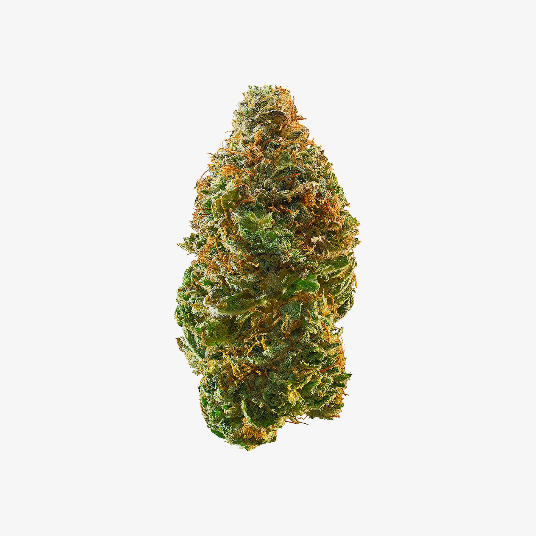Close-up of a cannabis bud on a white background
