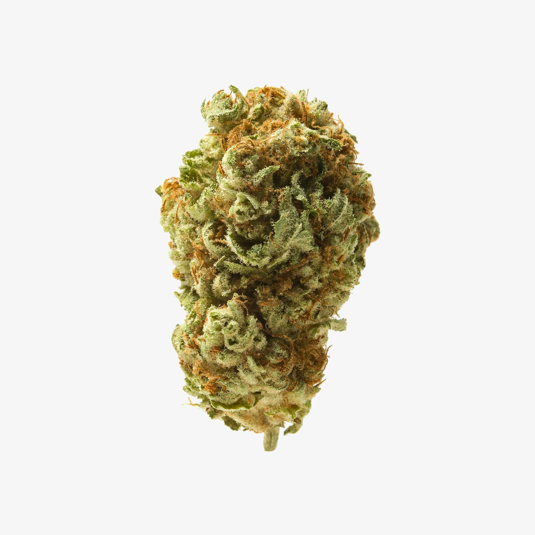 Close-up of a cannabis bud on a white background