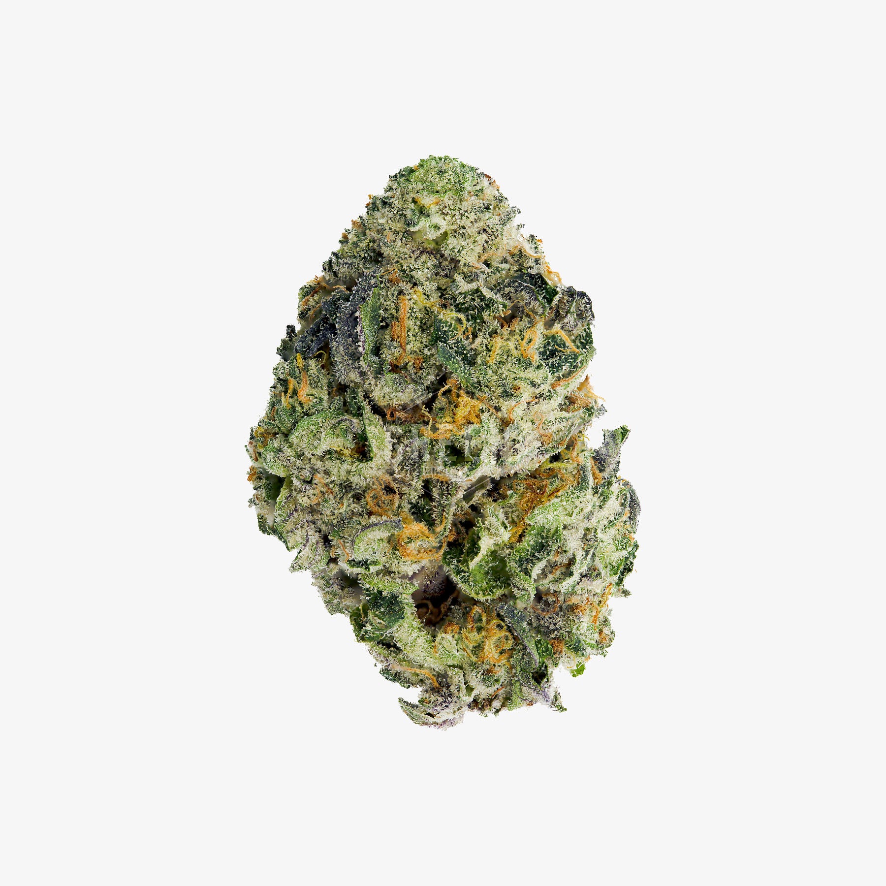 Close-up of a Sherbacio cannabis bud on a white background