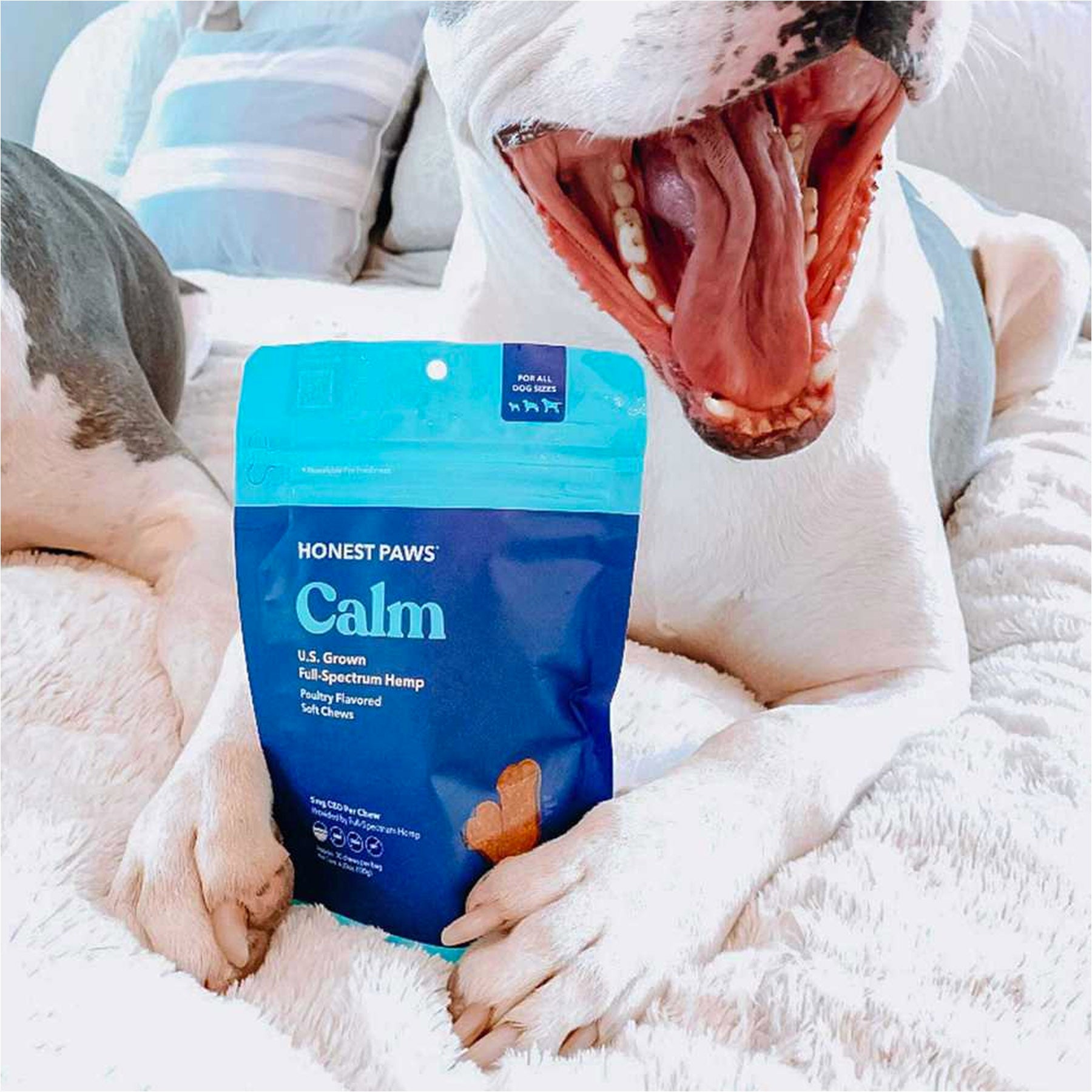 honest paws cbd soft chews with dog