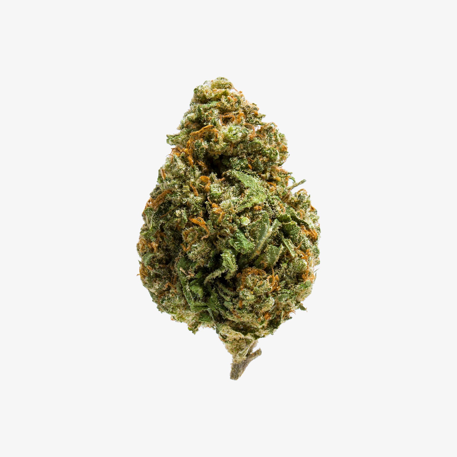Close-up of a cannabis bud on a white background