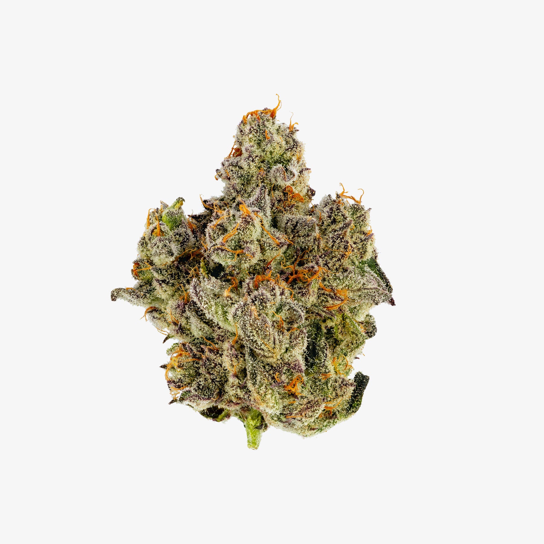 Close-up of a cannabis bud on a white background