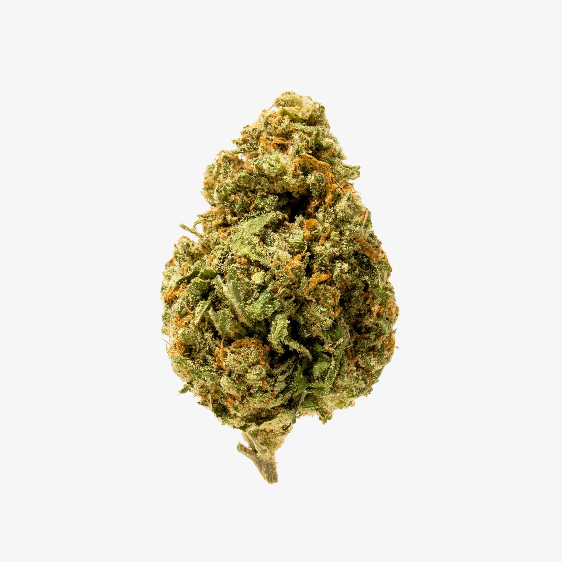Close-up of a cannabis bud on a white background