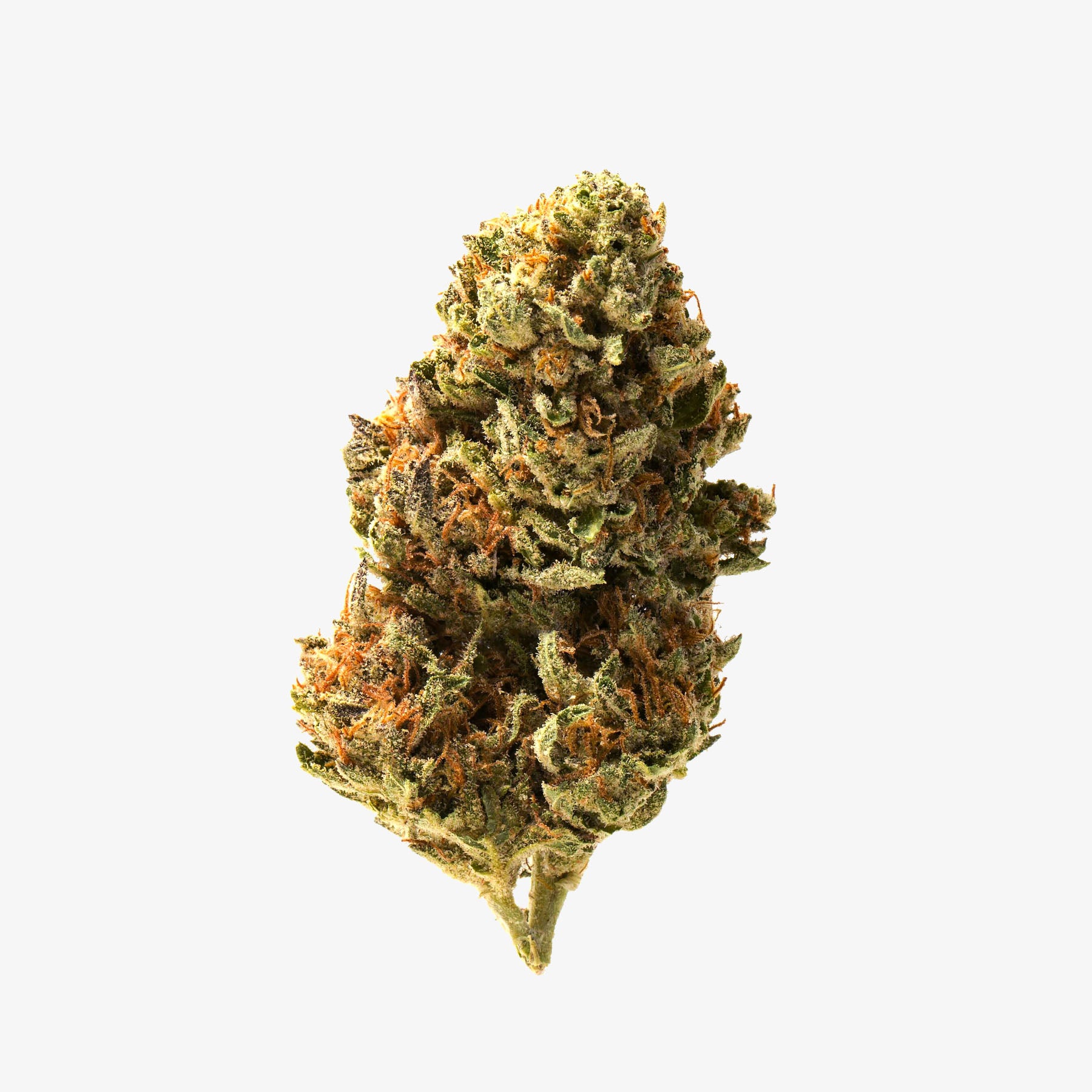 Close-up of a cannabis bud on a white background