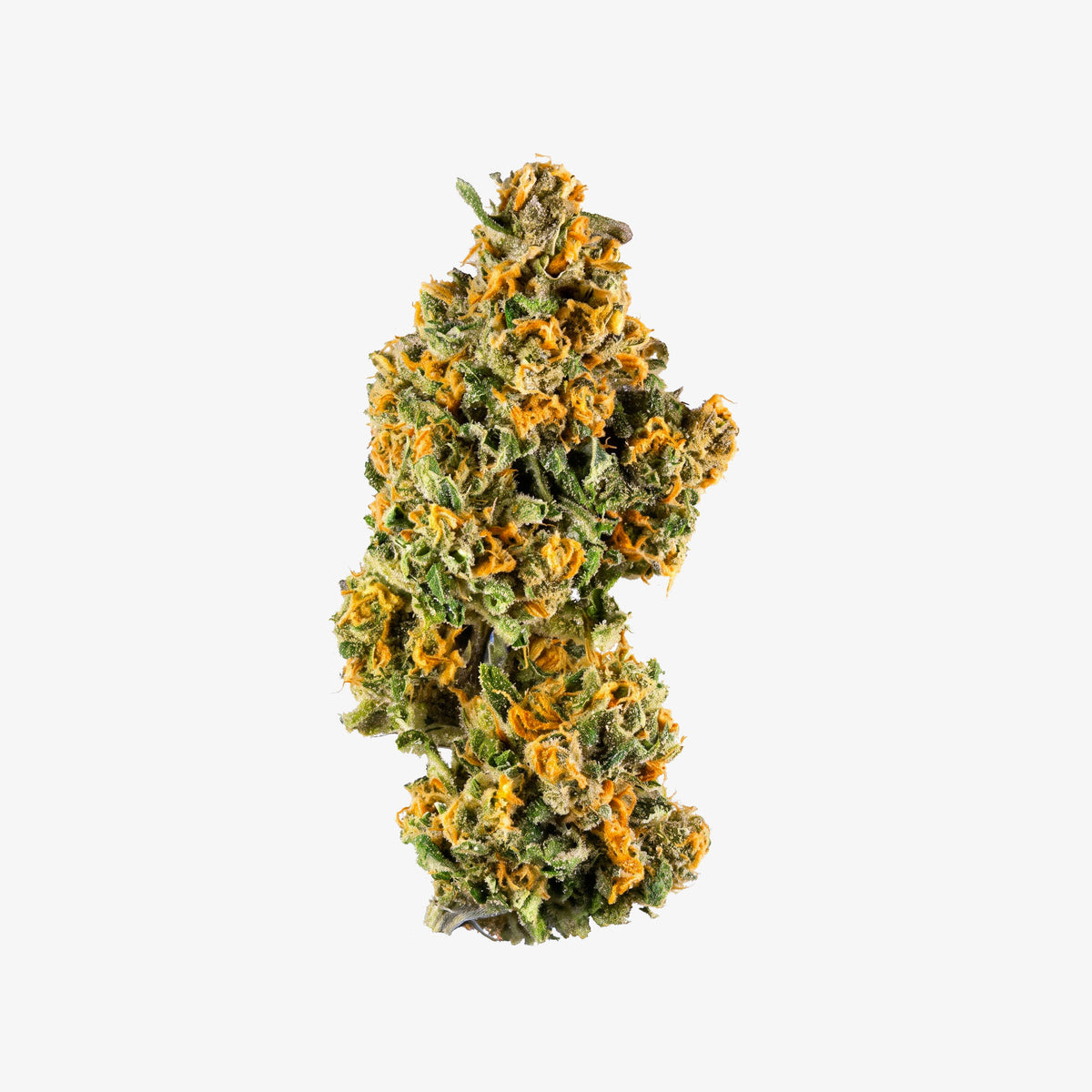 A single dried cannabis bud with prominent orange pistils and green leaves, isolated on a solid white background.