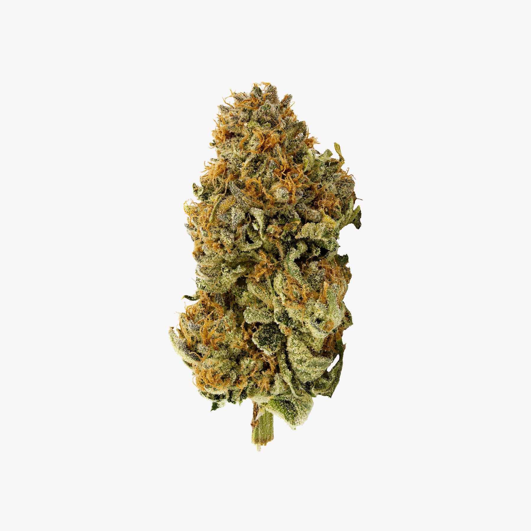 Single bud of Melonade THC-A flower on a white background