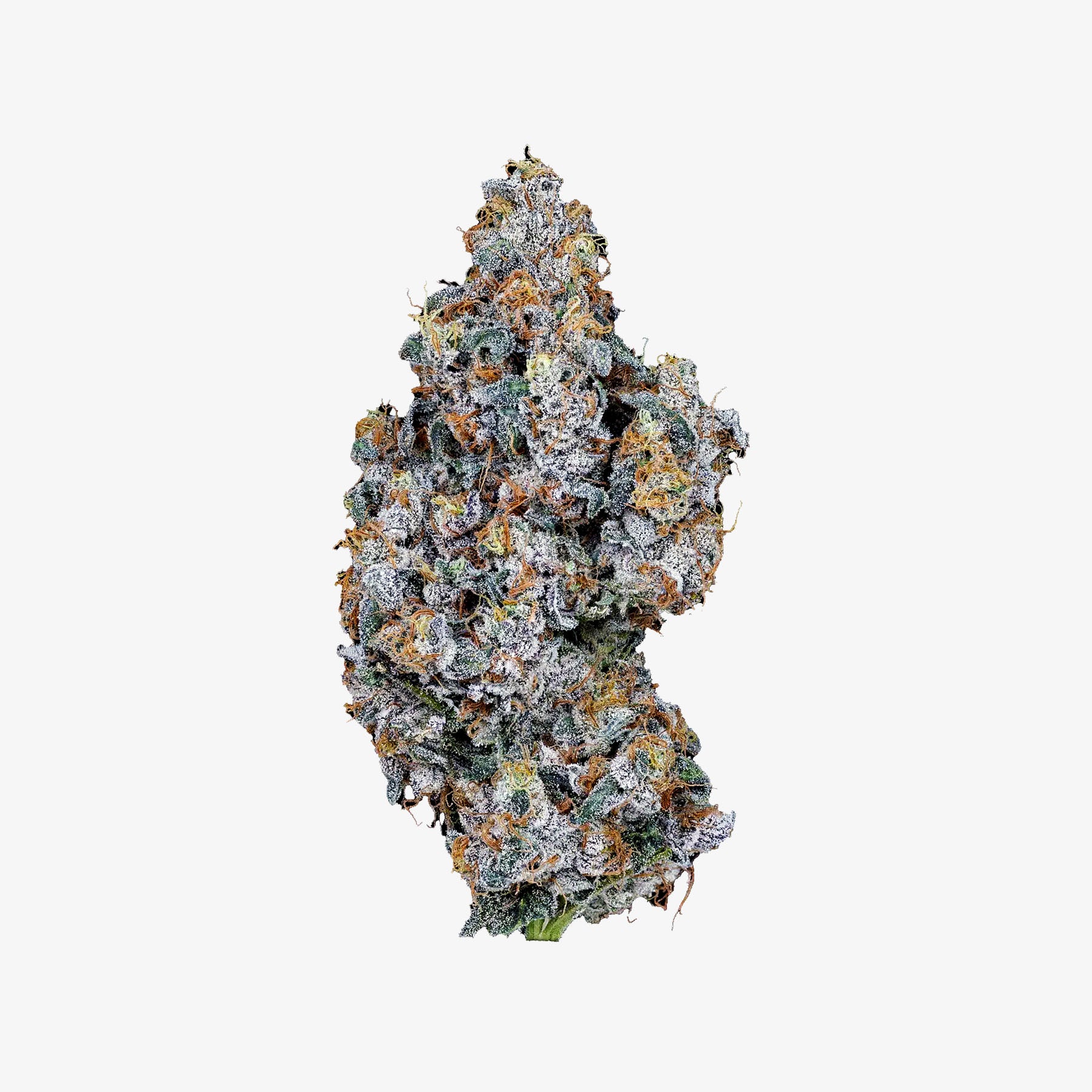 Astro Candy Large cannabis bud on a white background