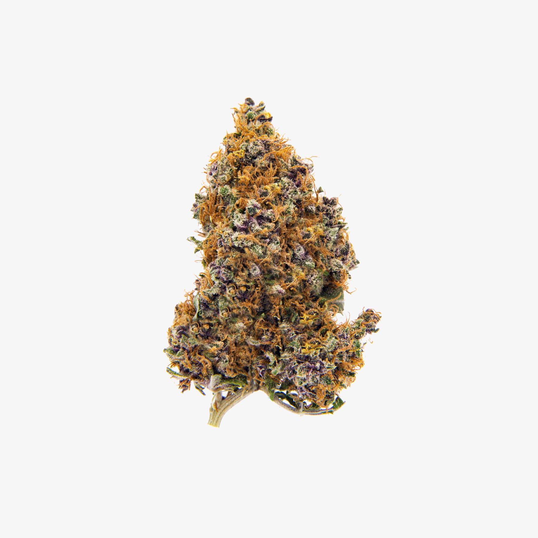 haze exotics gold reserve thc-a flower purple panty dropper detail