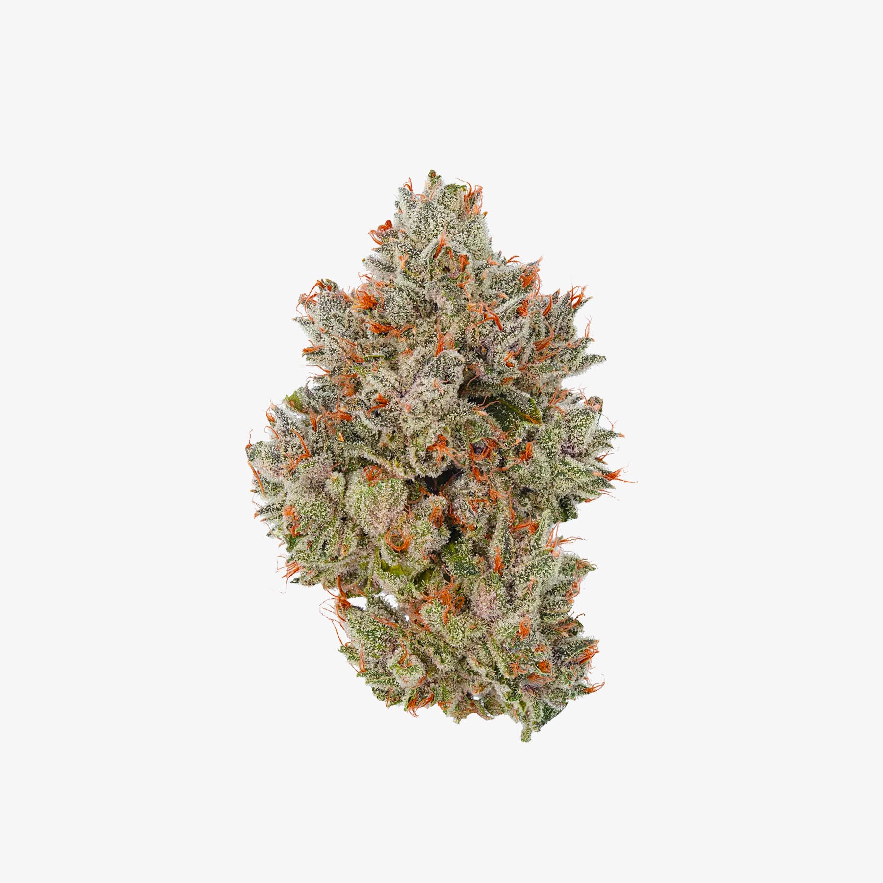 haze exotics gold reserve thc-a flower watermelon zkittles detail