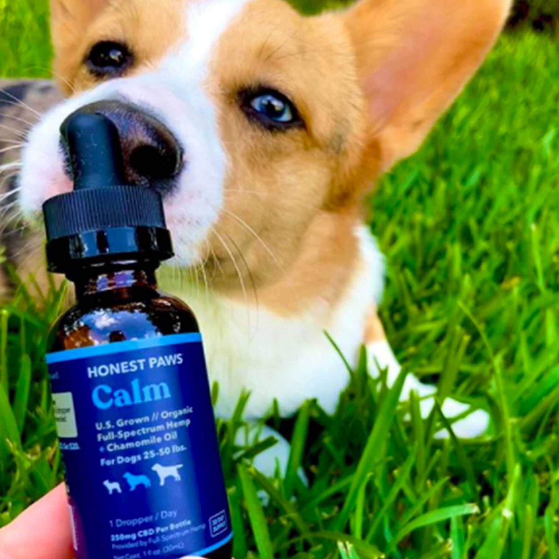 honest paws cbd oil dogs 250mg dog